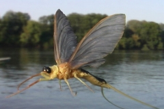 kérész7